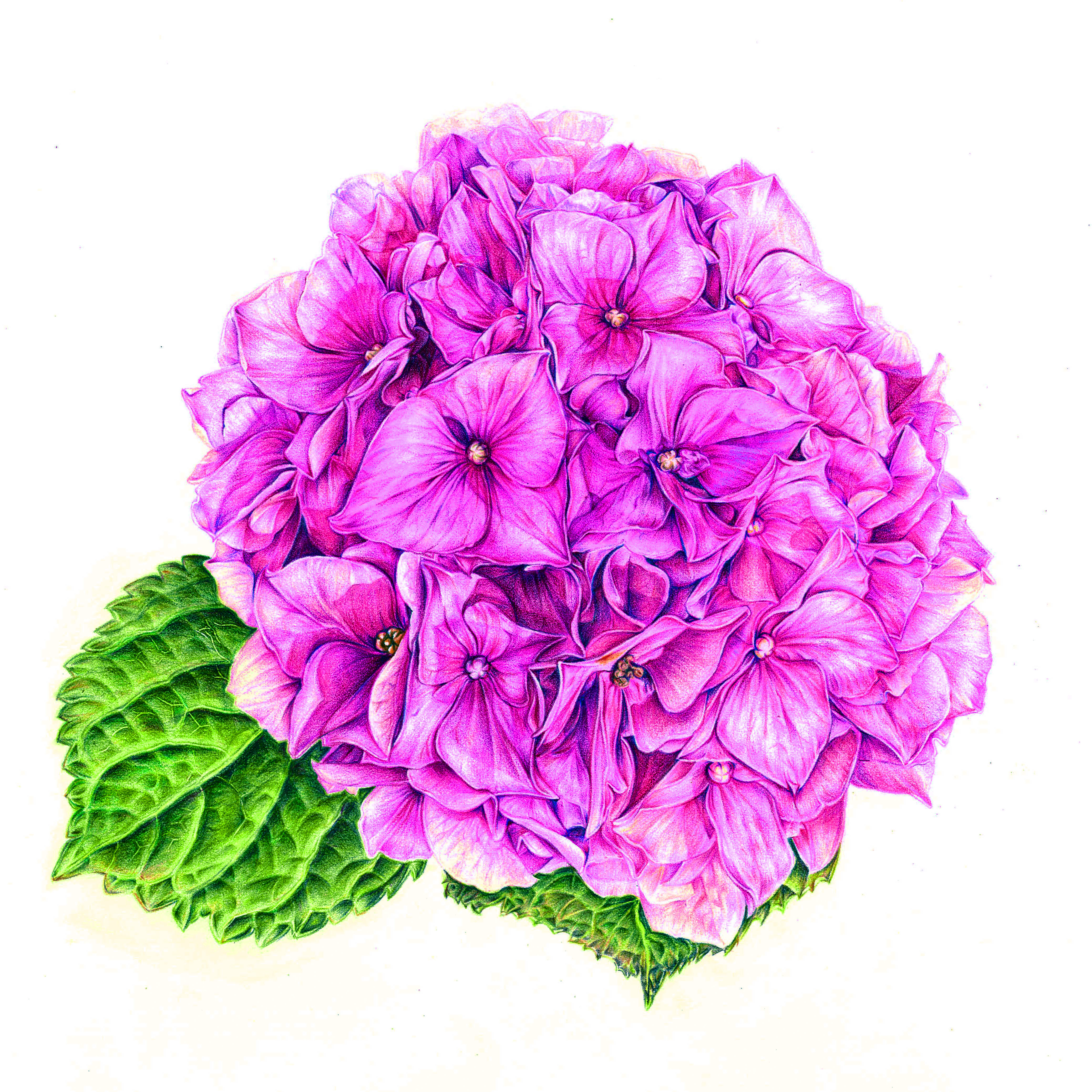 [겨울정규 10주] 보태니컬 미술(수) (성인반)