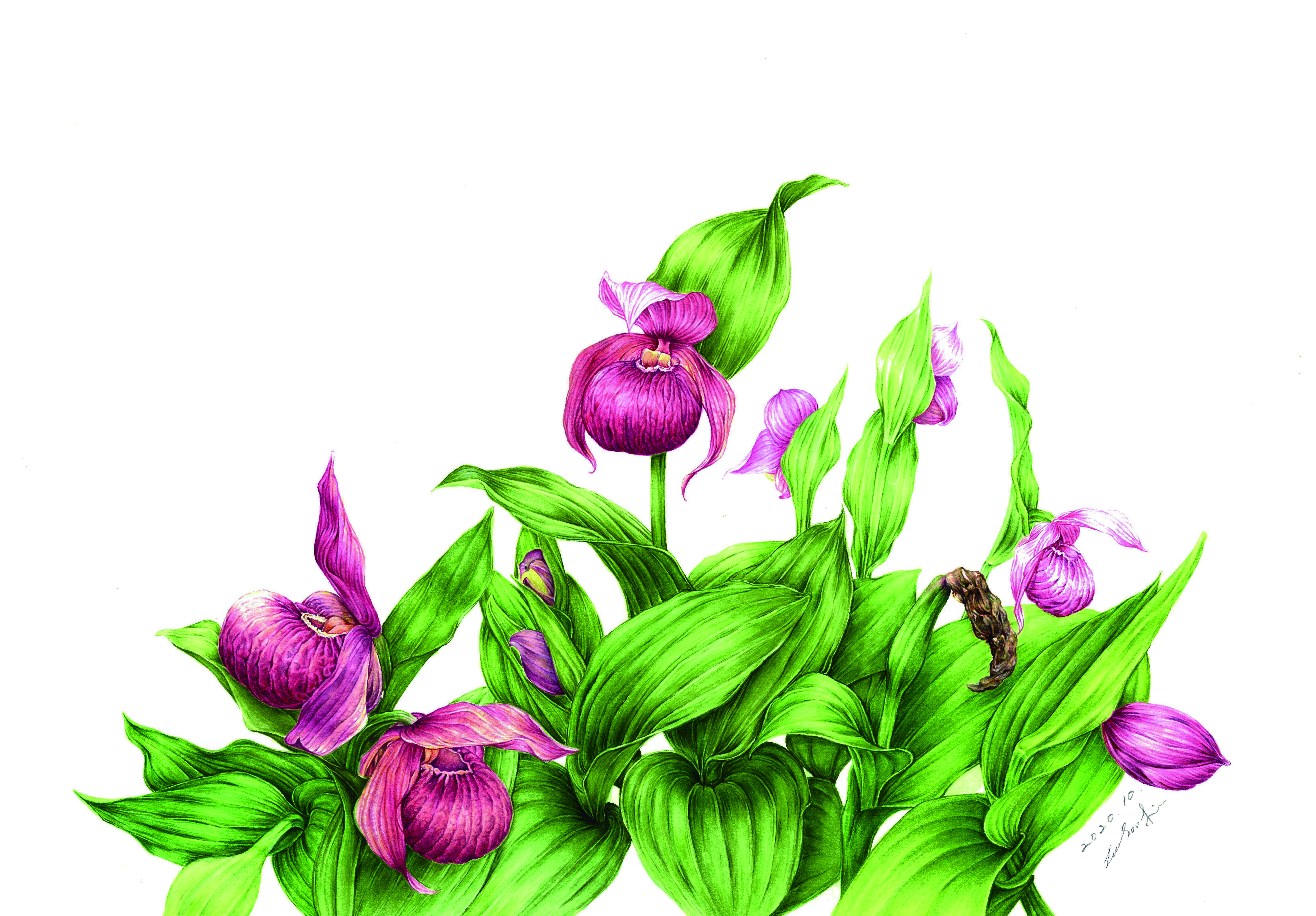 [봄정규 10주] 보태니컬 미술(수) (성인반)